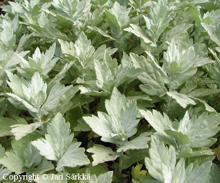 Artemisia sp., maruna